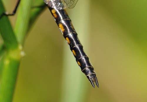 Female
2009_04_21_Floyd